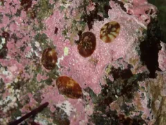 Rosy Pacific Limpet thumbnail 3
