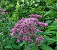 Hollow Joe-Pye Weed thumbnail 2