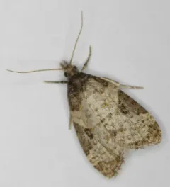 Anopina ednana thumbnail 3