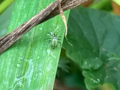 Tansy Aphid thumbnail 4