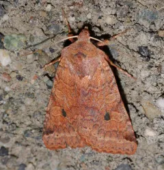 Agrochola purpurea thumbnail 4