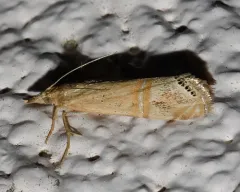 California Grass-veneer Moth thumbnail 2
