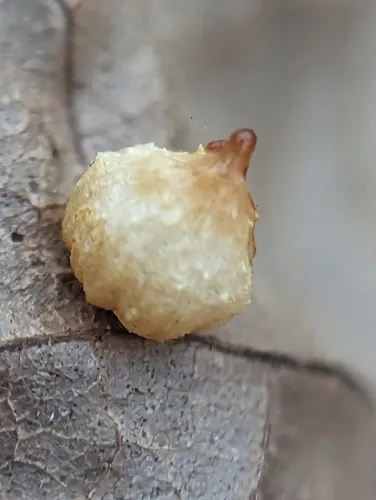 Hickory Popover Gall Midge