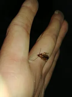 Nebria diversa thumbnail 2