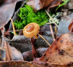 Chestnut Dapperling thumbnail 1