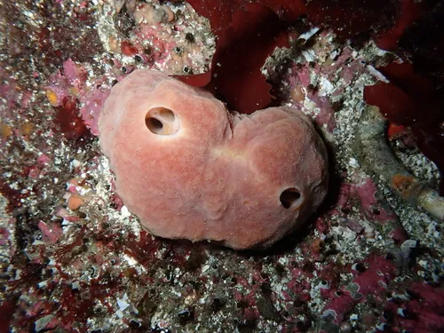 peachball sponge