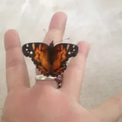 American Lady thumbnail 4