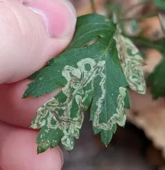 Liriomyza ptarmicae thumbnail 1