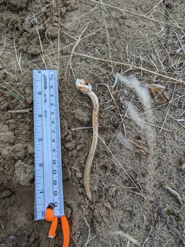 Chlamydopus meyenianus