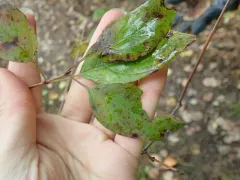 Sphaerulina cornicola thumbnail 4
