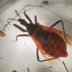 Rhynocoris ventralis thumbnail 1