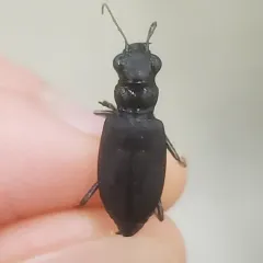 Prairie Long-lipped Tiger Beetle thumbnail 2