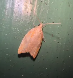 Rhomboid Tortrix thumbnail 3