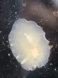 East Pacific Tunicate Flatworm thumbnail 3