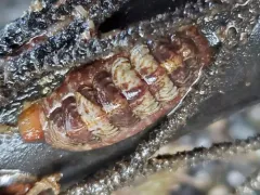 Boreochiton beringensis thumbnail 2