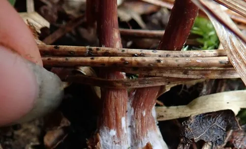 Lophodermium resinosum