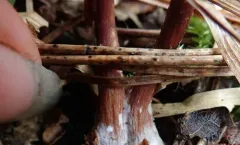 Lophodermium resinosum thumbnail 1