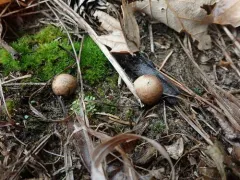 least puffball thumbnail 3