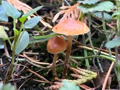 Conifer Bell thumbnail 3