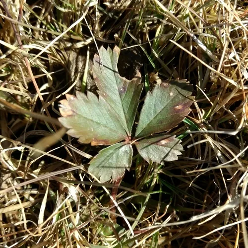 dwarf cinquefoil