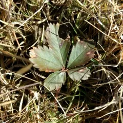 dwarf cinquefoil thumbnail 1