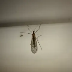 Winter Gnat thumbnail 3