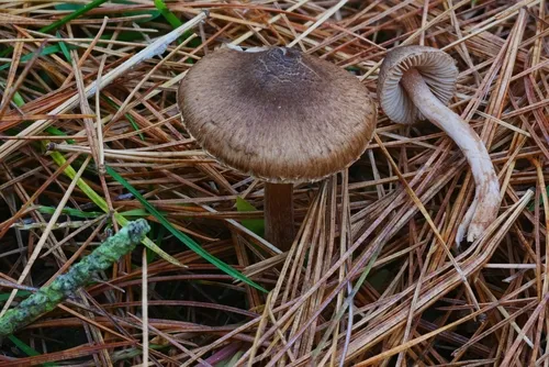 Inocybe subdecipiens