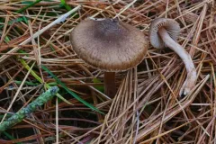 Inocybe subdecipiens thumbnail 1
