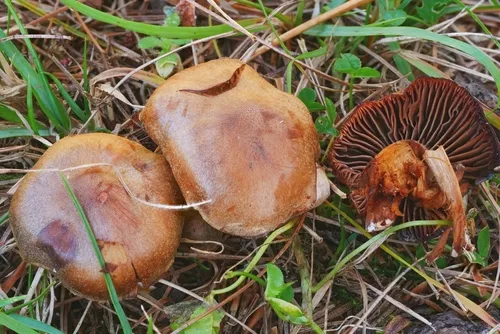 Cortinarius semivestitus