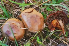 Cortinarius semivestitus thumbnail 1