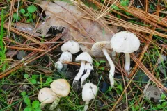 Inocybe sambucella thumbnail 1
