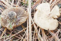 Inocybe ochroalba thumbnail 1