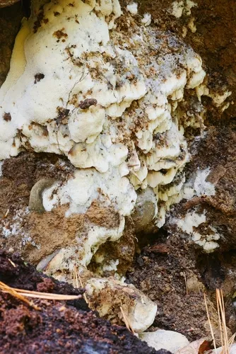 Rigidoporus undatus