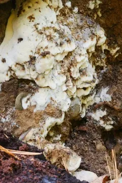 Rigidoporus undatus thumbnail 1