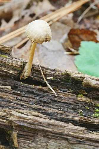 Psathyrella impexa