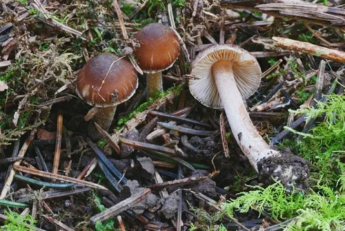 Inocybe tetragonospora