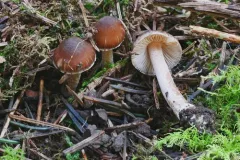 Inocybe tetragonospora thumbnail 1