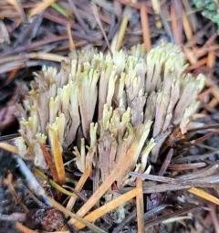 Ramaria tsugina thumbnail 1