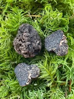 Fischerula subcaulis thumbnail 2