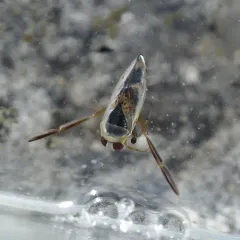 Kirby's Backswimmer thumbnail 4