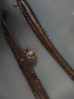 Conical Spot thumbnail 2