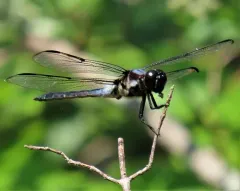 Bar-winged Skimmer thumbnail 4