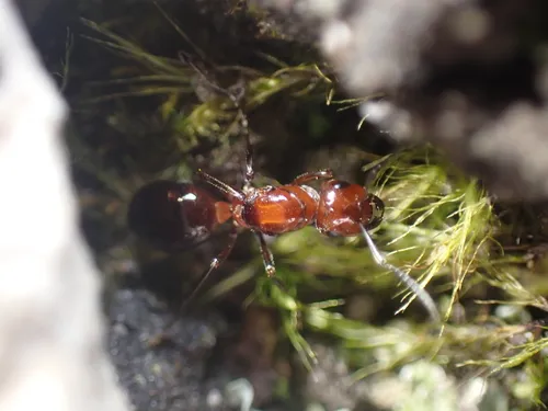 Dakota Mound Ant