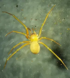 Silvestri's Cave Spider thumbnail 3