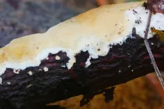 Diplomitoporus crustulinus thumbnail 1