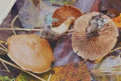 Cortinarius diffamatus thumbnail 1