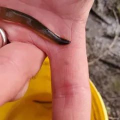 Western Brook Lamprey thumbnail 2