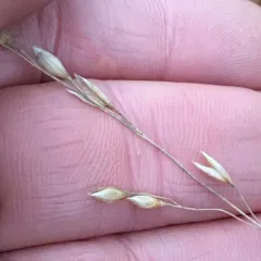 black-fruit mountain-ricegrass thumbnail 4