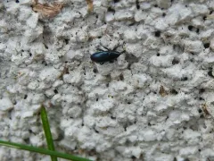 Imported Crucifer Weevil thumbnail 3