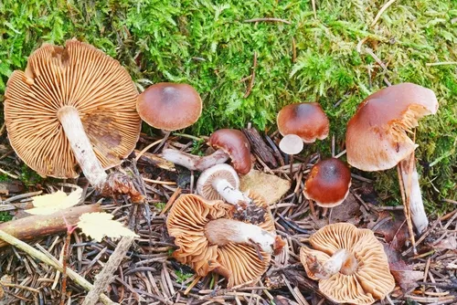 Cortinarius atroalbus